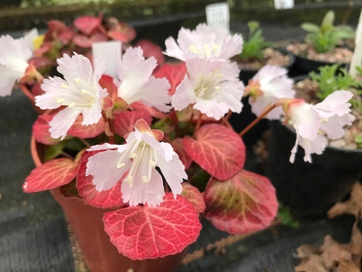 Shortia uniflora 